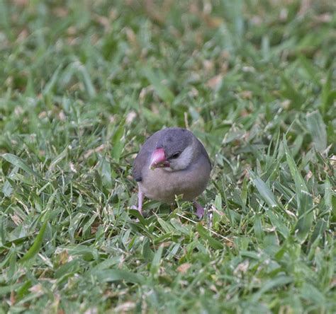 Image result for Java Sparrow Bird