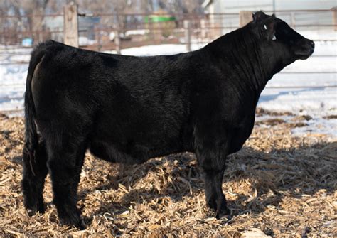 2024 Sire Directory by American Maine-Anjou Association - Issuu