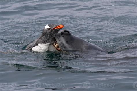 Do Seals Eat Penguins