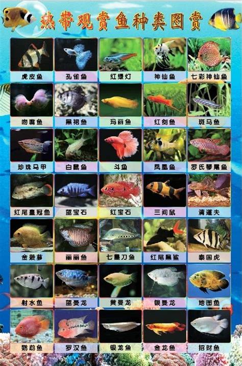 观赏鱼图片及名字,观赏鱼图片名称,观赏鱼117种图片名字(第5页)_大山谷图库
