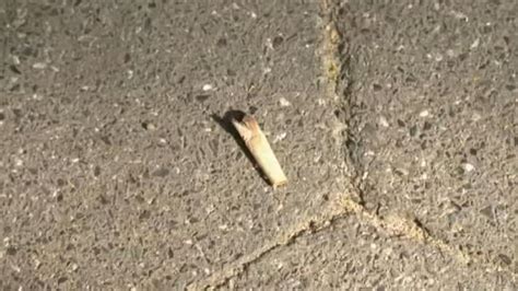 Dogs Getting into Pot 的图像结果