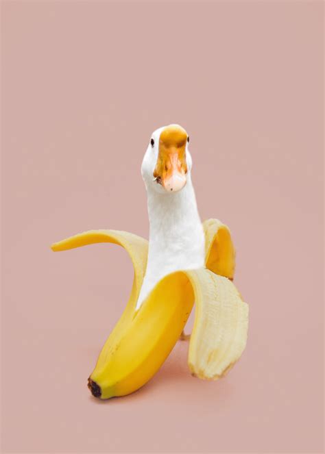 Image result for 2 Animals Photoshop Tutorial