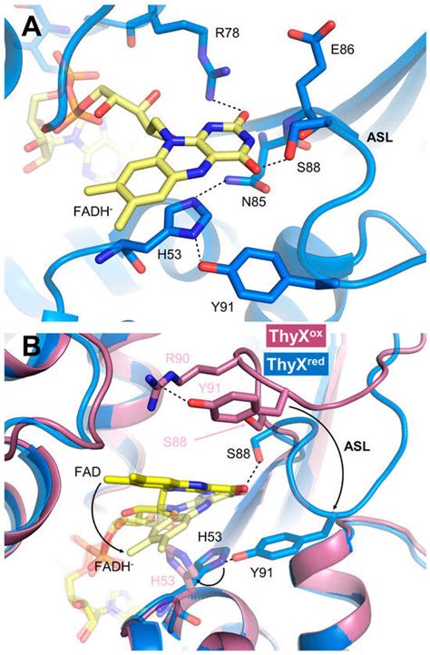 Structural Plasticity of Flavin-Dependent Thymidylate Synthase ...