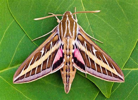 White-Lined-Sphinx-Moth-Ian-Maton - Illuzone