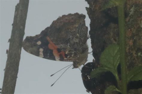 Vanessa indica pholoe | Butterfly