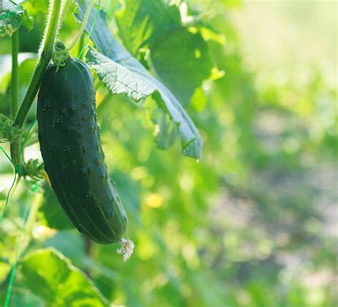 Gherkin | Koppert India