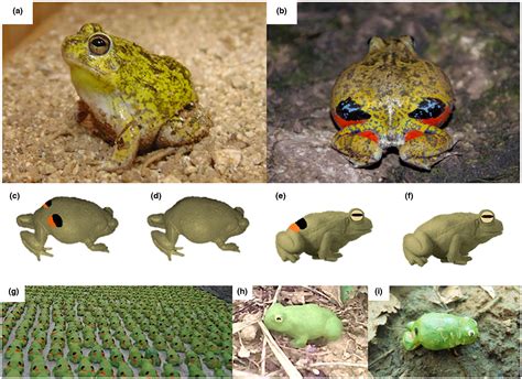 Predator response to the coloured eyespots and defensive posture of Colombian four‐eyed frogs ...