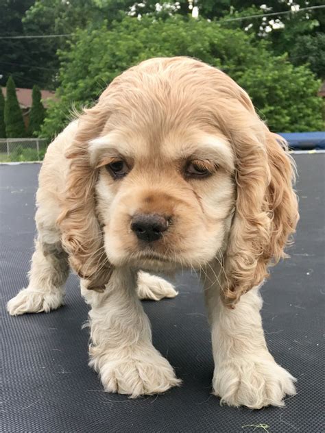 American Cocker Spaniel Puppies For Sale | Martinsville, IN #277752