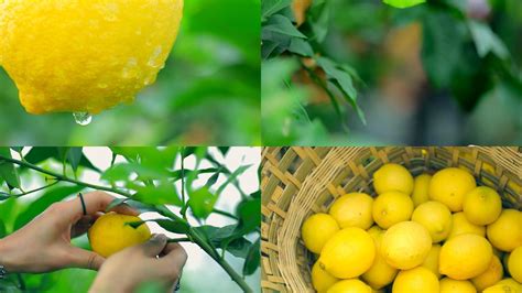 柠檬图片_柠檬种植_柠檬种类-动植物