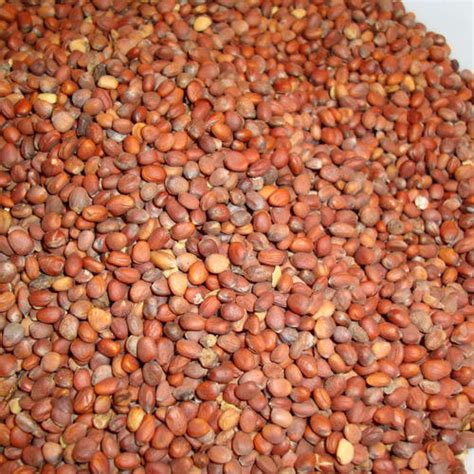 MULI BEEJ (EDIBLE) - ???? ??? - RADISH SEED - RAPHANUS SATIVUS | Buy ...