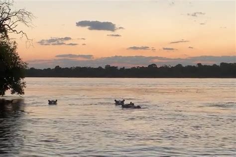 Video captures crazed hippo chasing tourists on speedboat