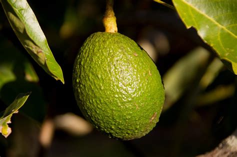Aguacate Orgánico en Frutas y Hortalizas Orgánicas de Michoacán México ...