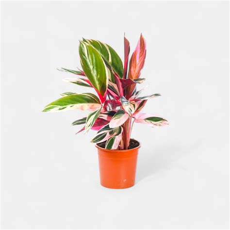 Buy Marantha Triostar Plant - Maranta online at best price