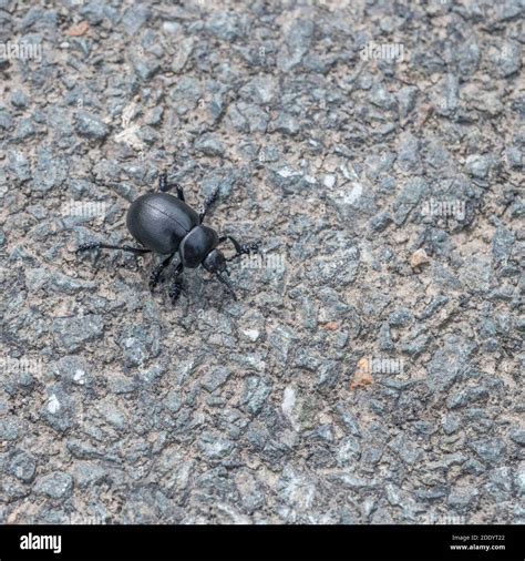 Big black beetle (appx. 2 cm long) on tarmac. Actually a Bloody-nosed ...