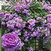 Guruji Plantation Climbing Rose Live Plant – Fast-Growing Vine Rose for ...