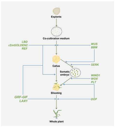 Functional Mechanisms and the Application of Developmental Regulators ...