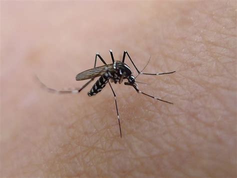 蚊子喜欢咬什么人 怎么防治蚊子咬-健康经验本