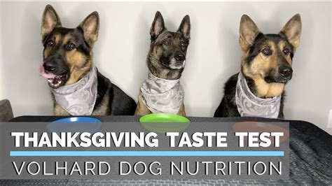 Dogs Taste Testing Food 的图像结果