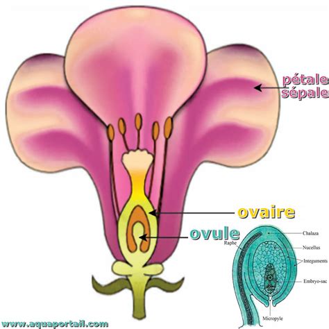Un ovule, qu'est-ce que c'est?