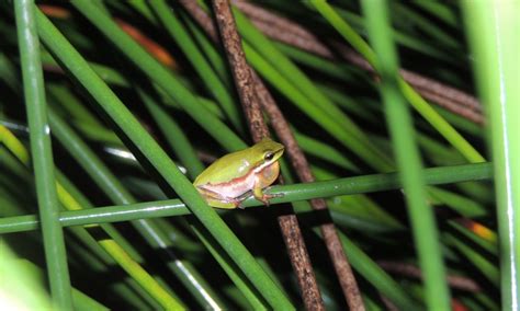 Eastern Tree Frog 的图像结果