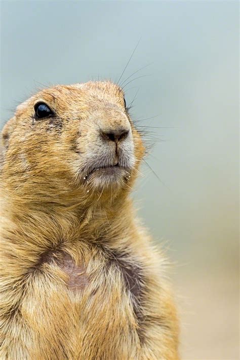 Discover The Hidden Lives Of Gophers And Prairie Dogs! - Truth or Fiction