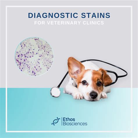 Ethos offers acid fast bacterial stains for Veterinary Pathology ...