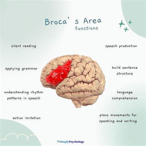 Image result for Broca's area Function