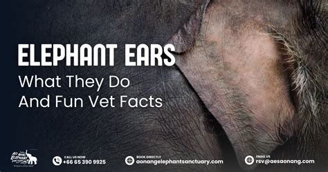 Elephant Ears: What They Do And Fun Vet Facts - Aonang Elephant Sanctuary
