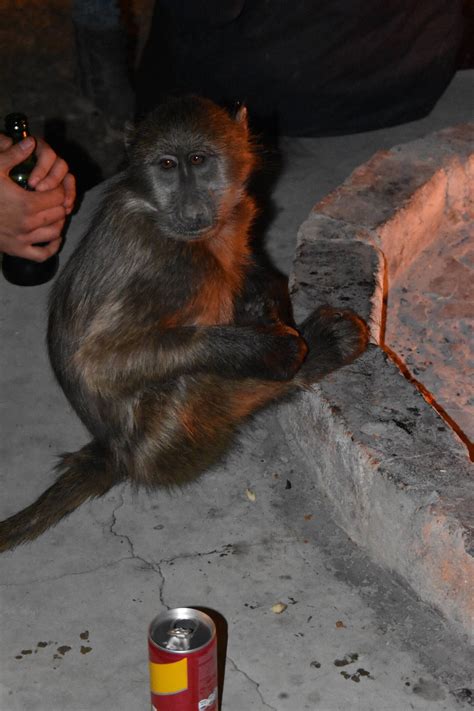 Erfahrungsbericht aus einem Wildlife Projekt in Namibia