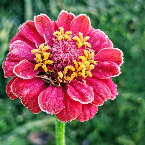 Does Frost Kill Zinnias