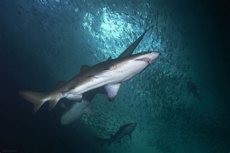 Grey Nurse Shark