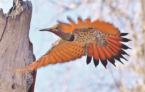 Flickers in Our Midst - Neighborhood Gazette