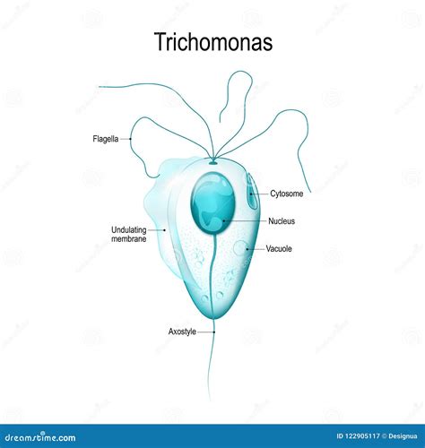 Trichomonas. Human Parasitic Protozoan. Outline Drawing Image. Royalty-Free Stock Photo ...
