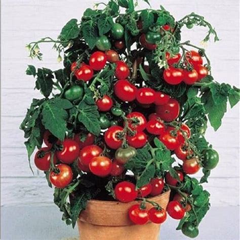 100pcs Cherry Tree Seeds OutletTrends.com Free Shipping Up to 70% OFF