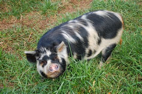 Life on the Homestead: Kune Kune Pigs