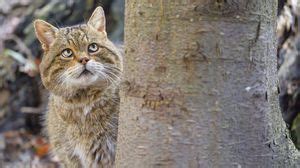 Wild cat wallpapers hd, desktop backgrounds, images and pictures
