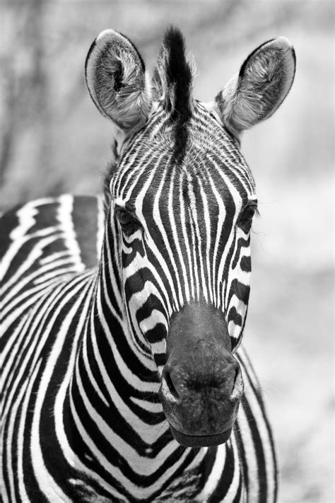 Image result for Zebra Cartoon
