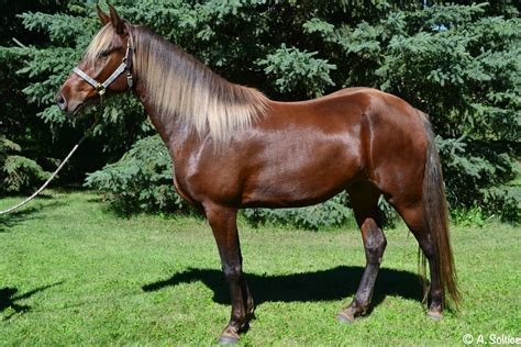 Saddle Horse For Sale Alberta at Natalie Kelley blog