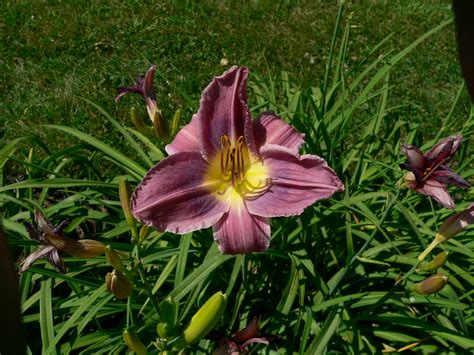 Daylilies | UMN Extension