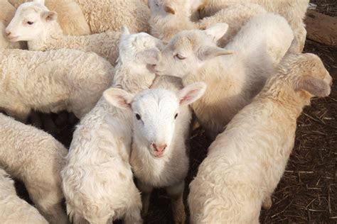 Image result for String Farm