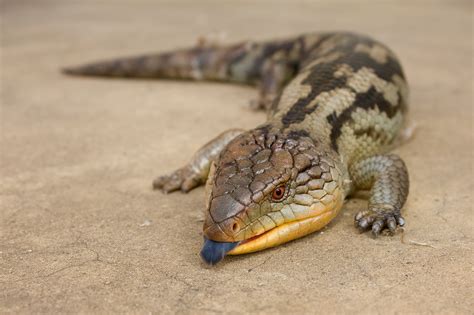 Blue-tongued Skink - Facts, Habitat, Diet, Pet Care, Pictures