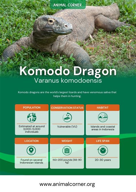 Komodo Dragon - Key Facts, Information & Habitat