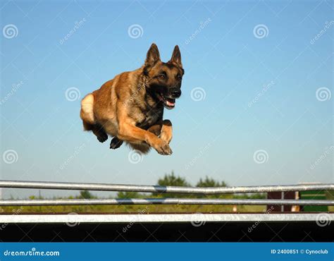 Jumping malinois stock image. Image of alsatian, guard - 2400851