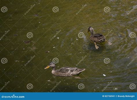 American Black Hens stock image. Image of feathered, aquatic - 82736941