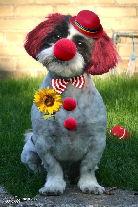 clown dog drawing