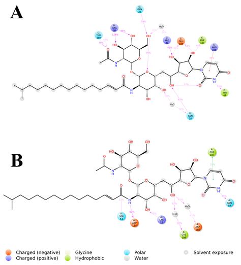Computational Modelling of Tunicamycin C Interaction with Potential ...
