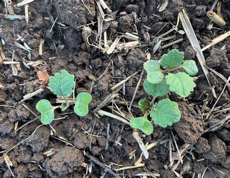 Rapsanbau für die Zukunft: Experten erklären Strategien für Landwirte ...