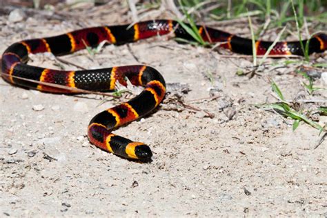 20 of the World's Most Venomous Snakes