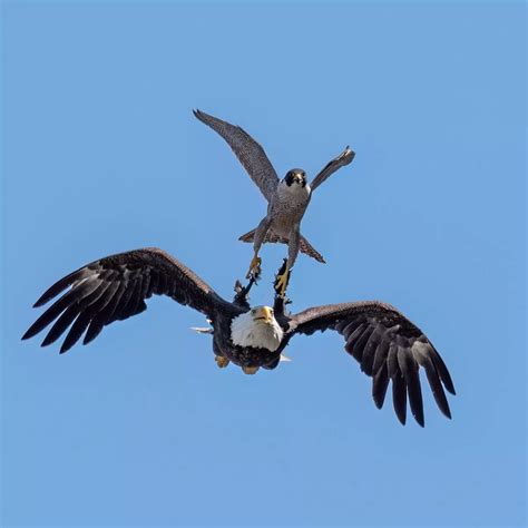 Falcon Vs Eagle Vs Hawk