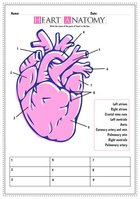12 Blank Heart Diagram Worksheet With Word Bank - Free PDF at ...
